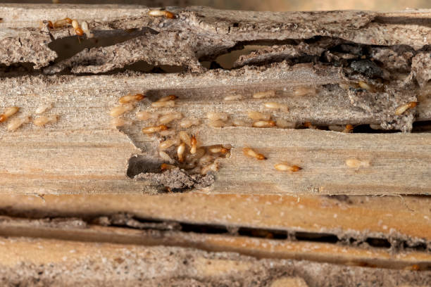  St Lawrence, PA Pest Control Pros